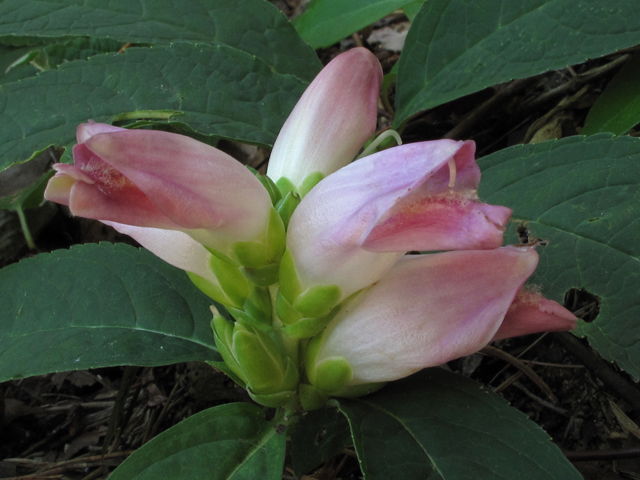 Chelone obliqua (Red turtlehead) #44847