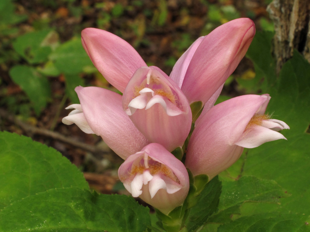 Chelone obliqua (Red turtlehead) #44853