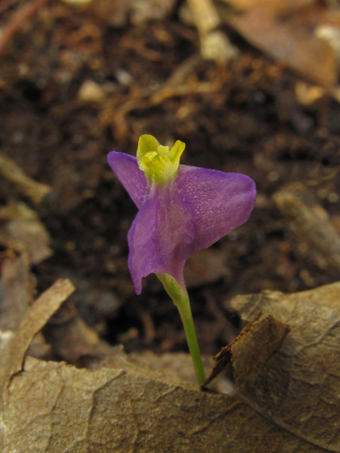 Burmannia biflora (Northern bluethread) #44857