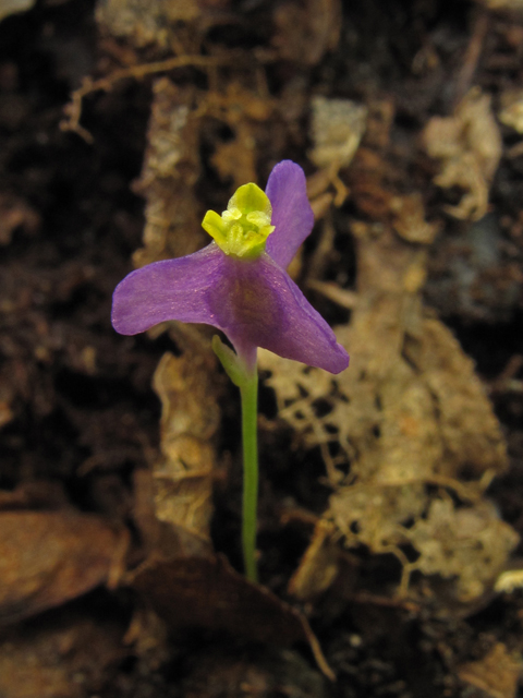 Burmannia biflora (Northern bluethread) #44858