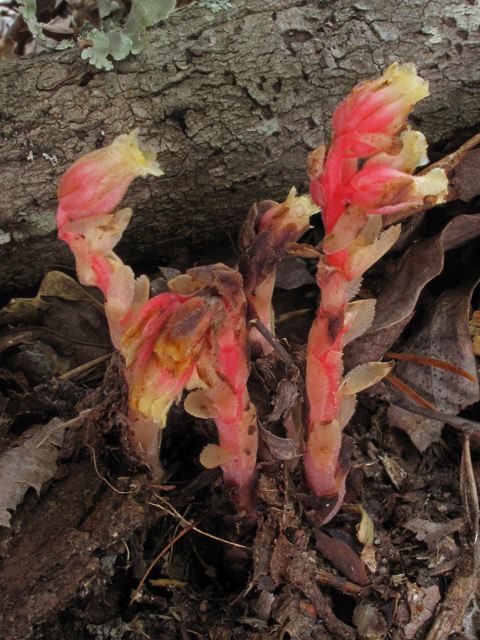 Monotropa hypopitys (Pinesap) #44861