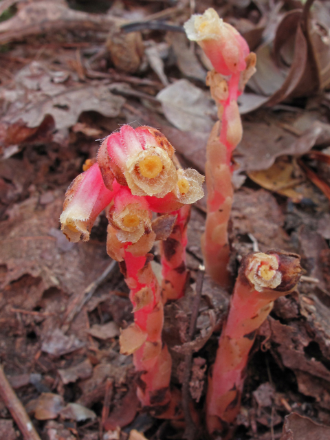 Monotropa hypopitys (Pinesap) #44862