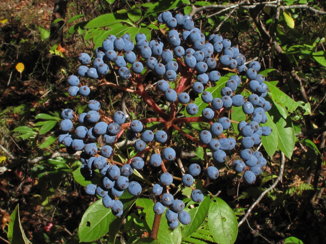 Viburnum nudum (Possumhaw viburnum) #44867