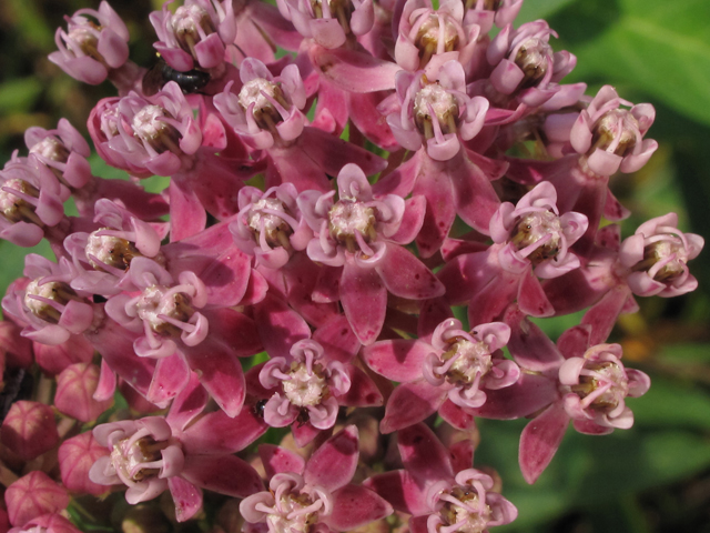 Asclepias incarnata ssp. incarnata (Swamp milkweed) #44884