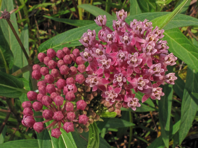 Asclepias incarnata ssp. incarnata (Swamp milkweed) #44890