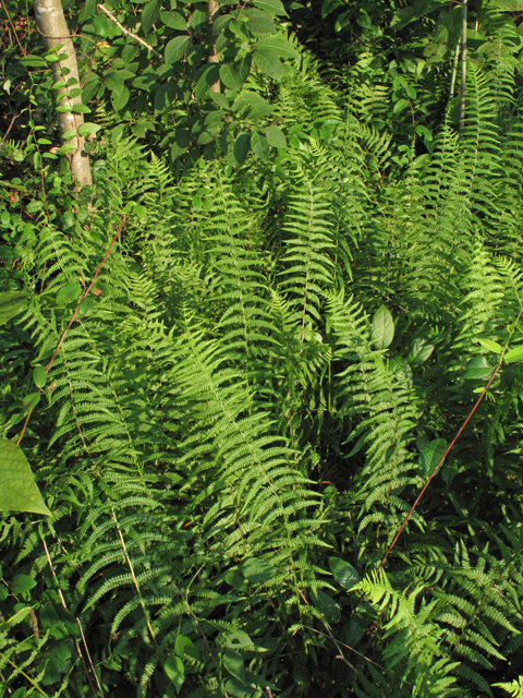 Thelypteris palustris (Eastern marsh fern) #44893