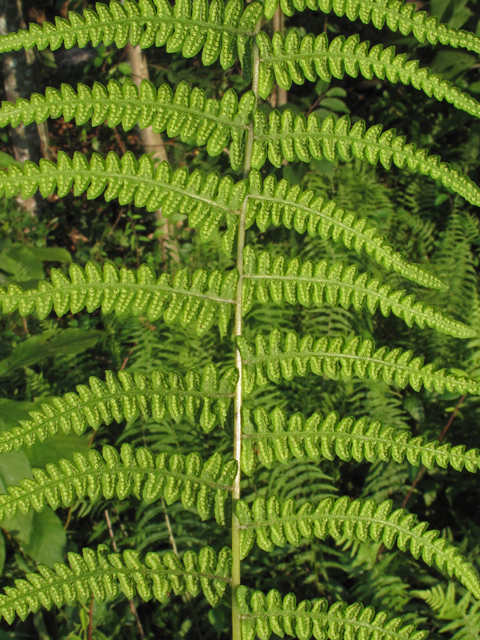 Thelypteris palustris (Eastern marsh fern) #44897