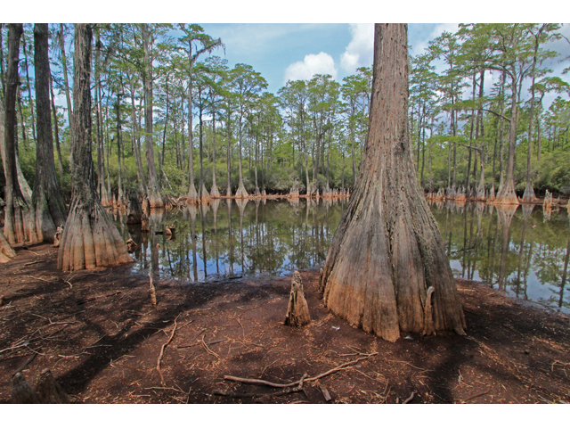 Taxodium ascendens (Pond cypress) #44905