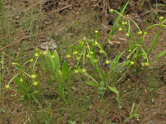 Echinodorus tenellus (Mudbabies ) #44943