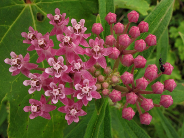 Asclepias incarnata ssp. incarnata (Swamp milkweed) #44944