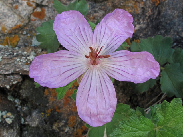 Geranium caespitosum (Pineywoods geranium) #44955