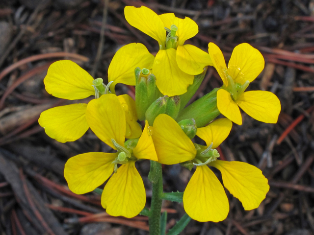 Erysimum capitatum (Sand-dune wallflower) #44957