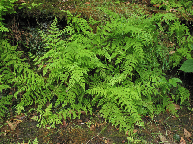 Cystopteris bulbifera (Bulblet bladder fern) #44959