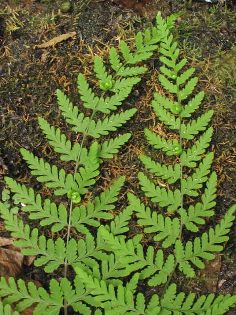 Cystopteris bulbifera (Bulblet bladder fern) #44960