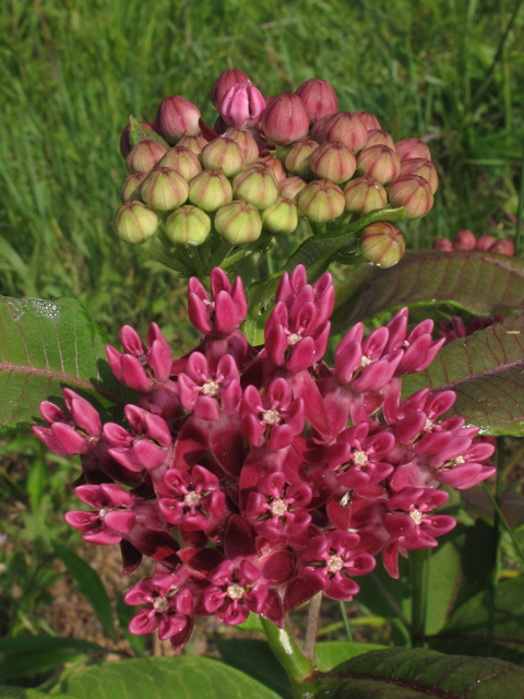 Asclepias purpurascens (Purple milkweed) #44980