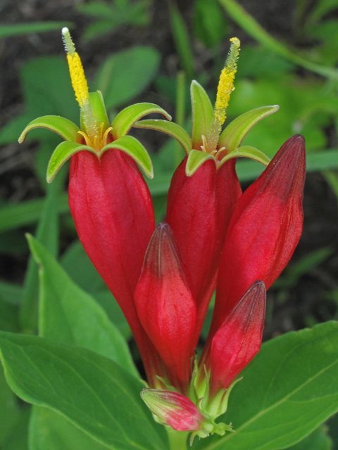 Spigelia marilandica (Woodland pinkroot) #44994