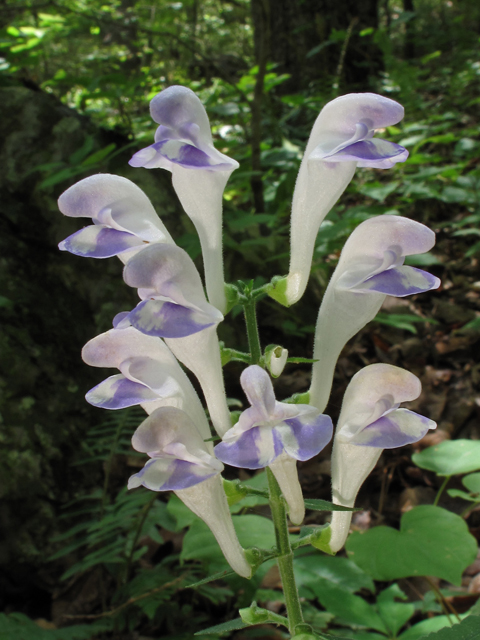 Scutellaria montana (Largeflower skullcap) #45008