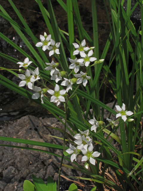 Boykinia aconitifolia (Allegheny brookfoam) #45025