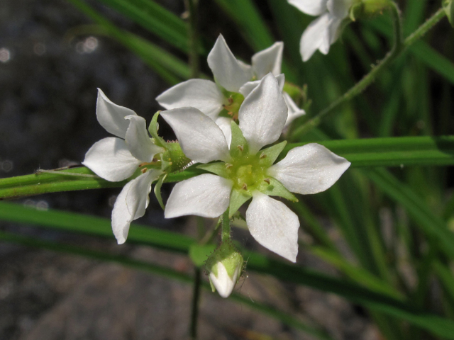 Boykinia aconitifolia (Allegheny brookfoam) #45026