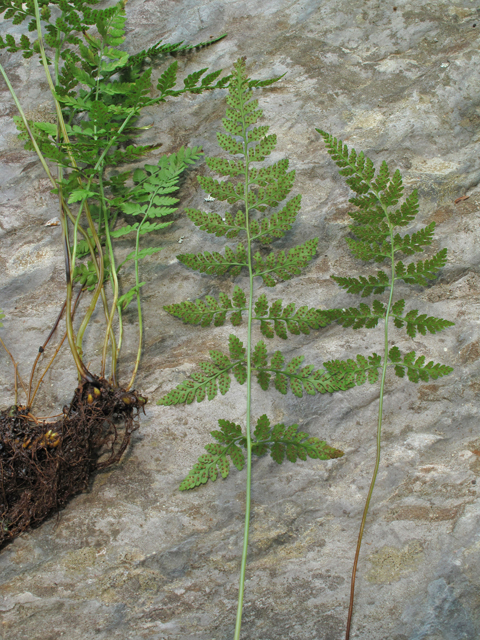 Cystopteris protrusa (Lowland bladderfern) #45033