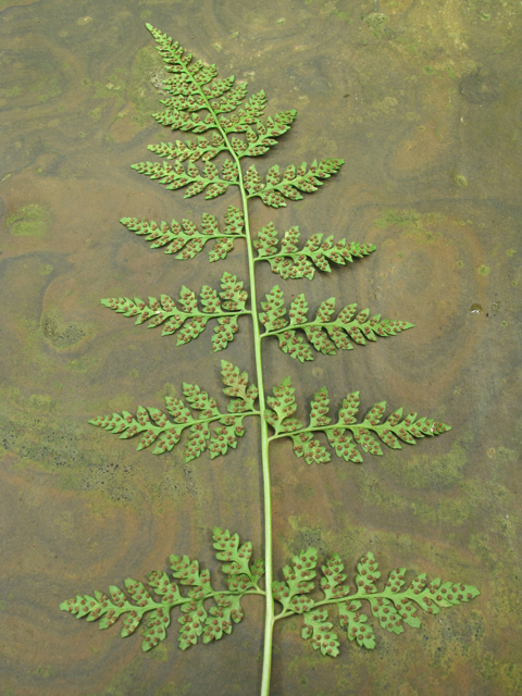 Cystopteris protrusa (Lowland bladderfern) #45036