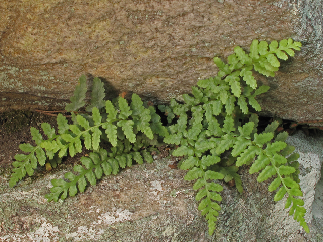 Asplenium bradleyi (Bradley's spleenwort) #45044