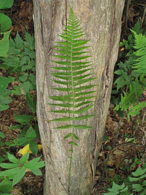 Thelypteris noveboracensis (New york fern) #45047