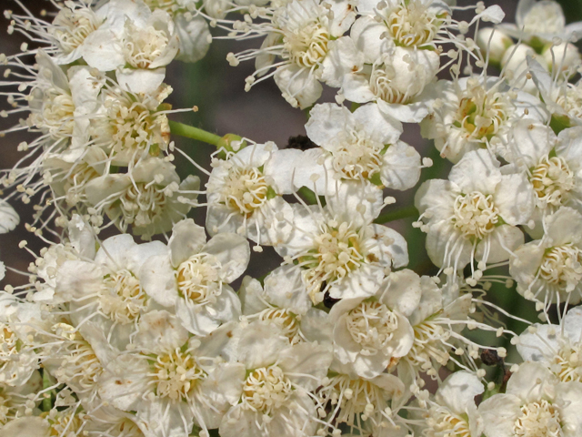 Spiraea virginiana (Virginia meadowsweet) #45062