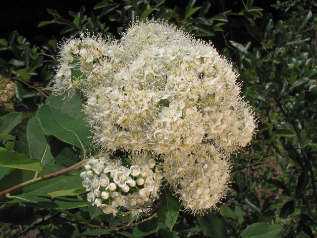 Spiraea virginiana (Virginia meadowsweet) #45063