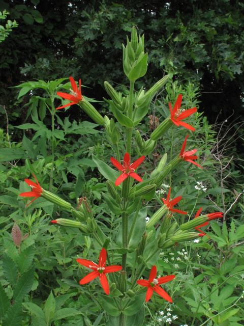 Silene regia (Royal catchfly) #45065