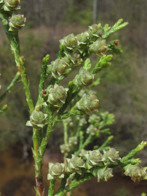 Chamaecyparis thyoides (Atlantic white cedar) #45117