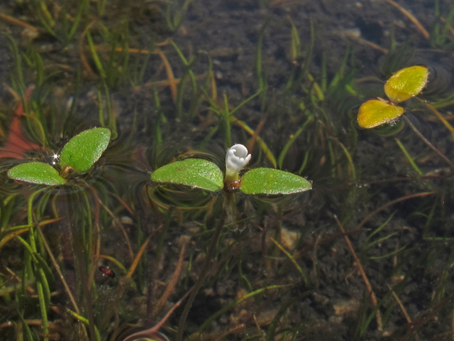 Amphianthus pusillus (Pool sprite) #45134