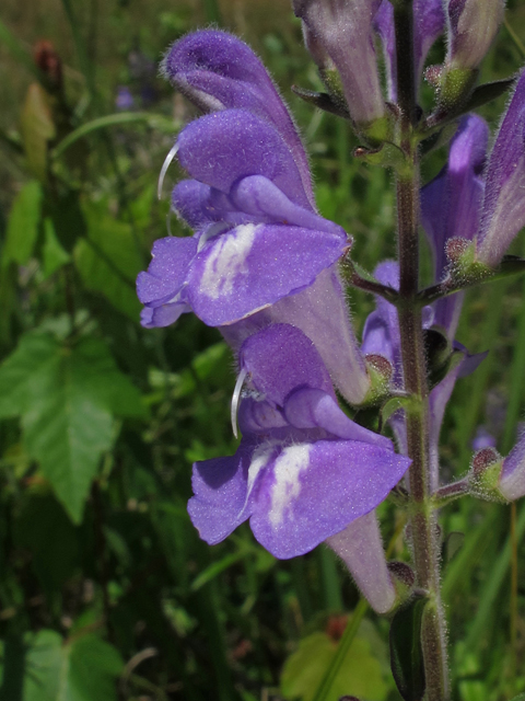 Scutellaria integrifolia (Helmet-flower) #45162