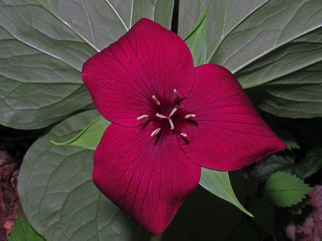 Trillium vaseyi (Sweet trillium) #45164