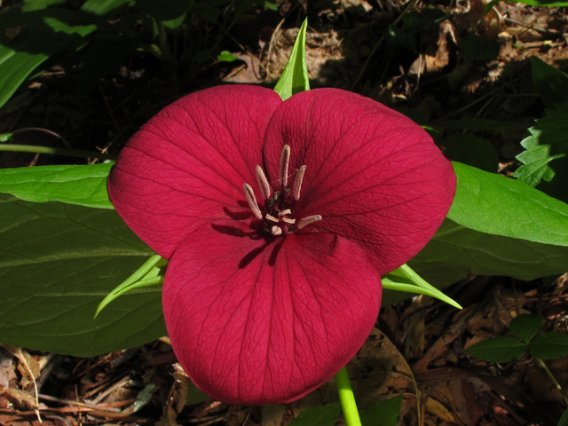 Trillium vaseyi (Sweet trillium) #45165