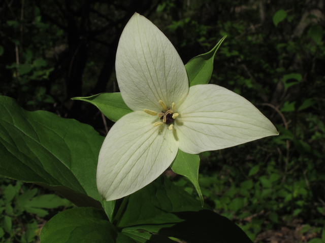 Trillium simile (Jeweled wakerobin) #45169