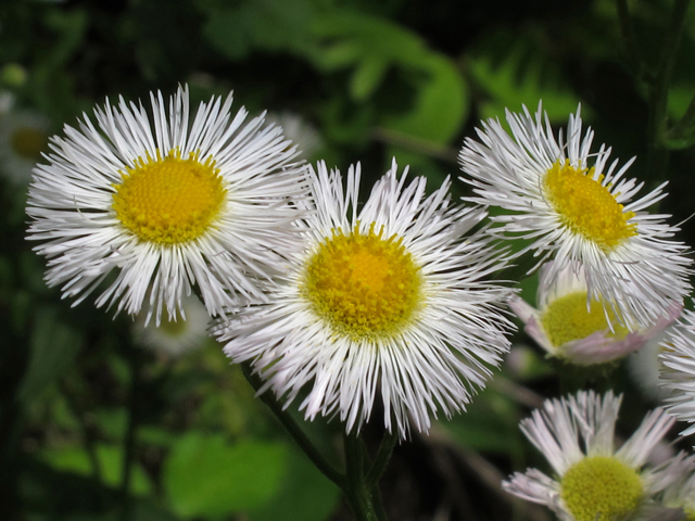 Erigeron philadelphicus (Philadelphia fleabane) #45184