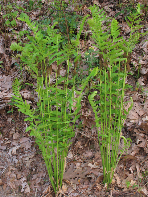 Osmunda claytoniana (Interrupted fern) #45185