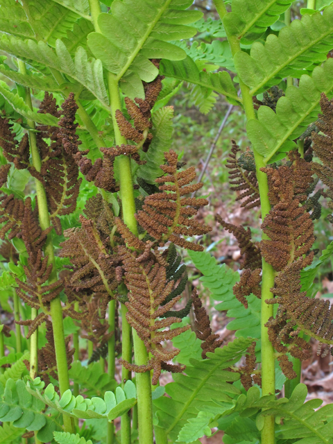 Osmunda claytoniana (Interrupted fern) #45186