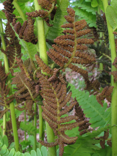 Osmunda claytoniana (Interrupted fern) #45190