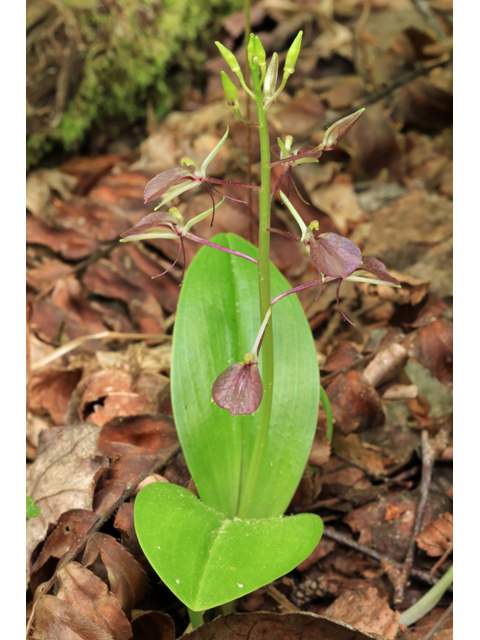 Liparis liliifolia (Brown widelip orchid) #45213