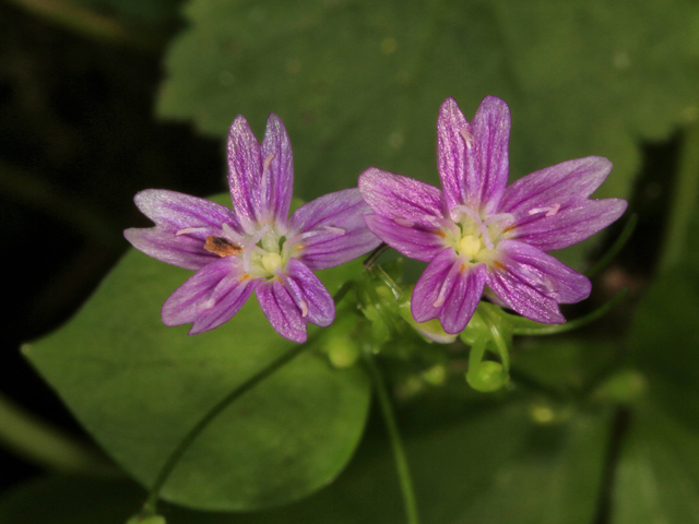 Claytonia sibirica (Siberian springbeauty) #45266