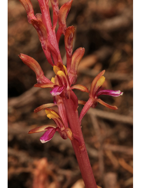 Corallorhiza mertensiana (Pacific coralroot) #45272