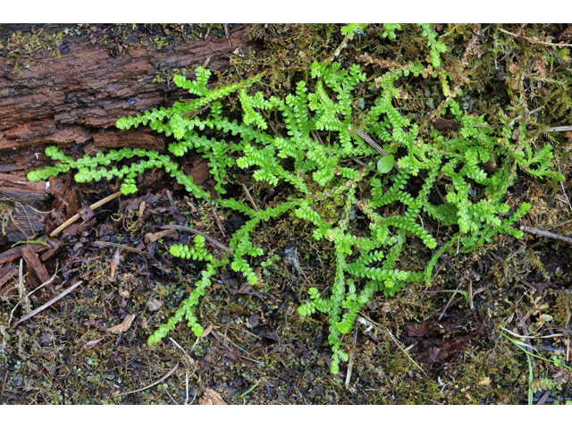 Selaginella douglasii (Douglas' spikemoss) #45281