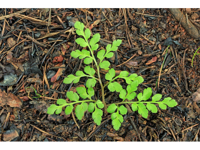 Botrychium jenmanii (Dixie grapefern) #45294