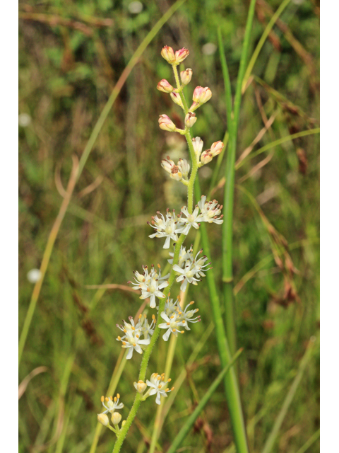 Triantha racemosa (Coastal false asphodel) #45296