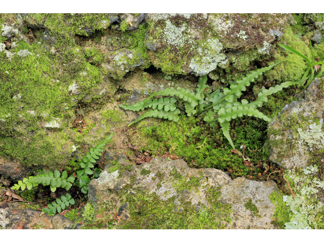 Asplenium pinnatifidum (Lobed spleenwort) #45299