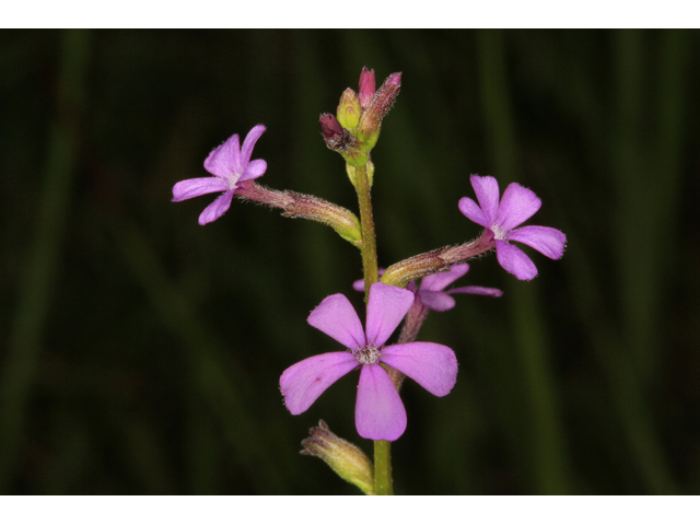 Buchnera americana (American bluehearts) #45310