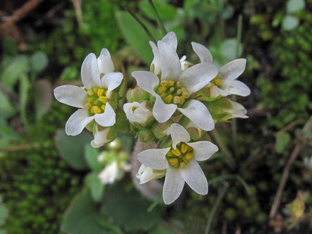 Saxifraga virginiensis (Early saxifrage) #45345