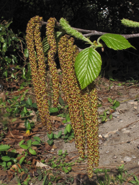 Betula nigra (River birch) #45347